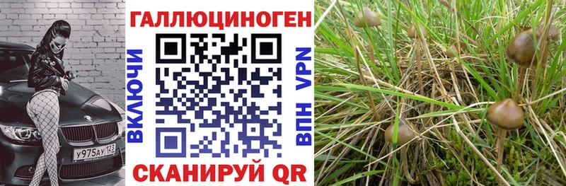Псилоцибиновые грибы мицелий  Томмот 